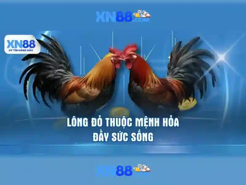 Tổng quan về xn88