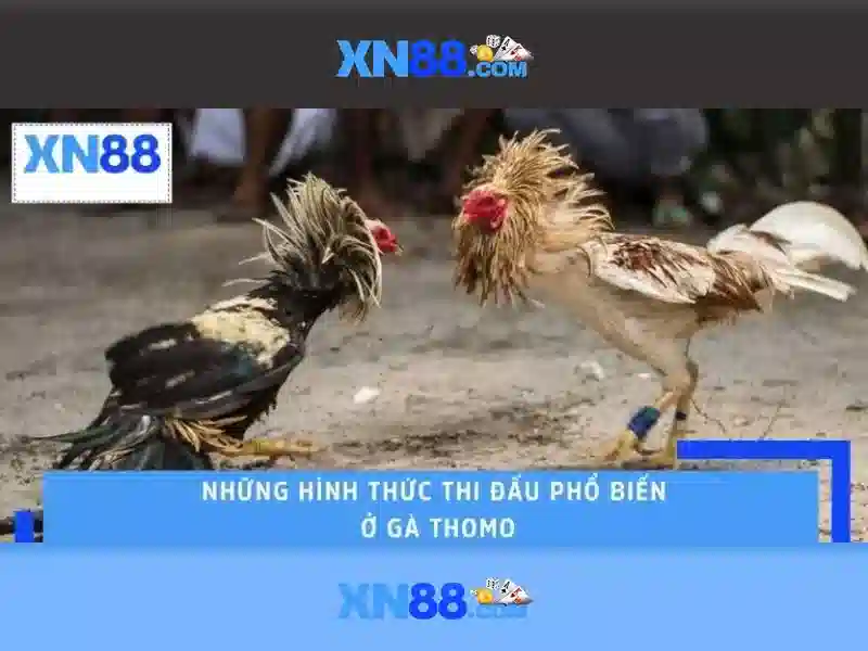 Lịch sử và nguồn gốc xn88\n\n