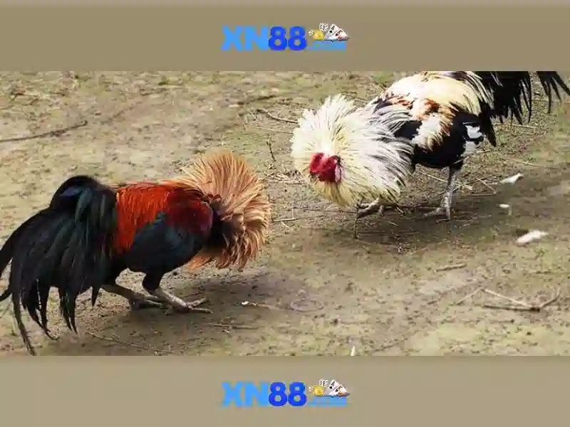Chương trình khuyến mãi và thành viên