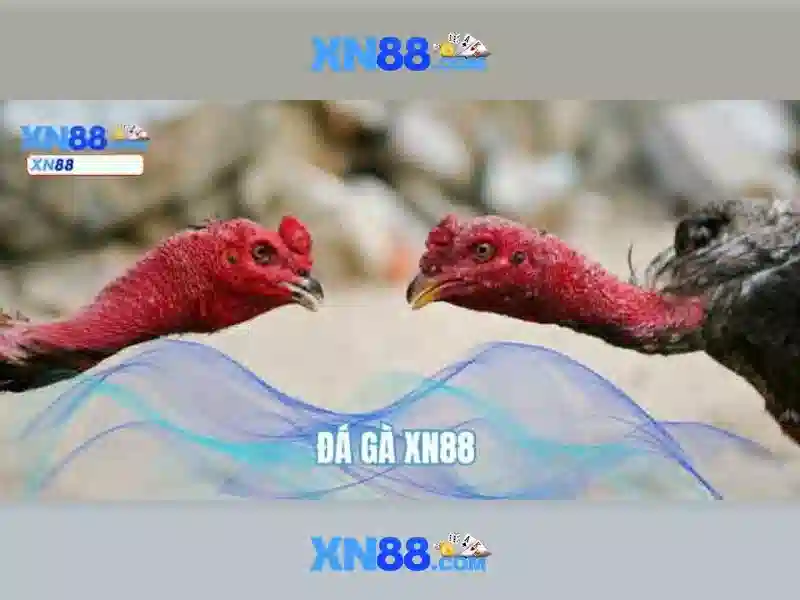 Ưu thế và cạnh tranh của xn88 bshrf sa com