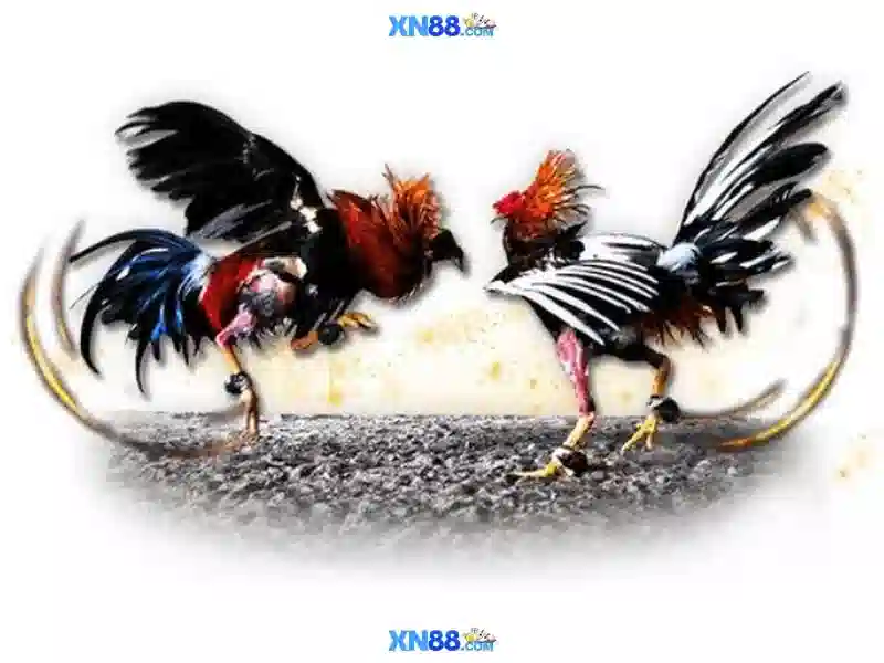 xn88 - Nền tảng cược trực tuyến đáng tin cậy