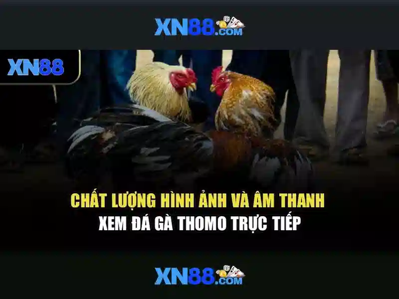 Vài nét về xn88