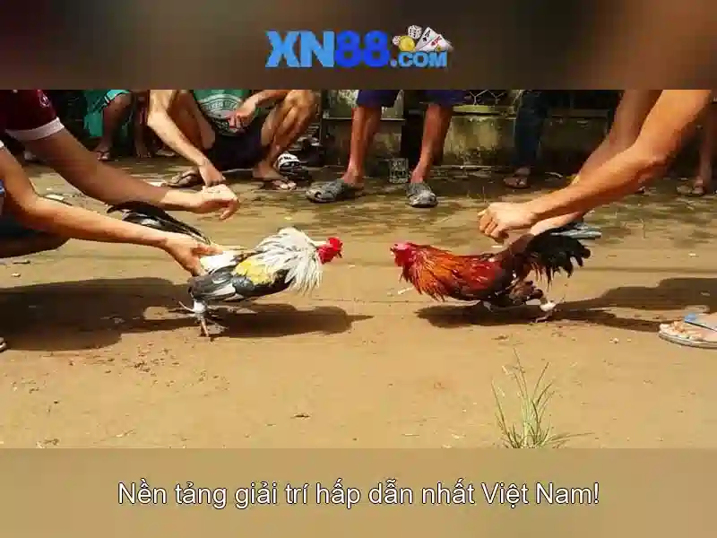 xn88 – Tổng quan và đánh giá