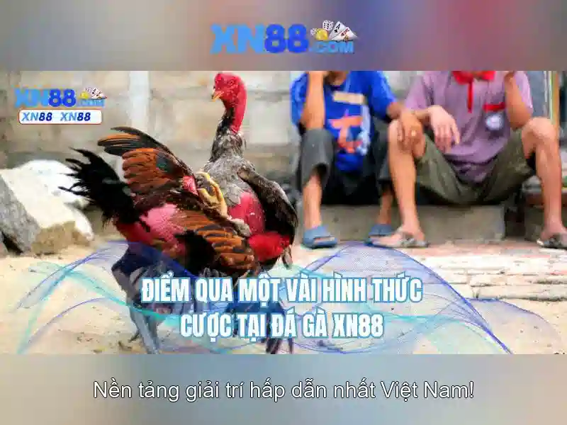 Xn88 là gì?