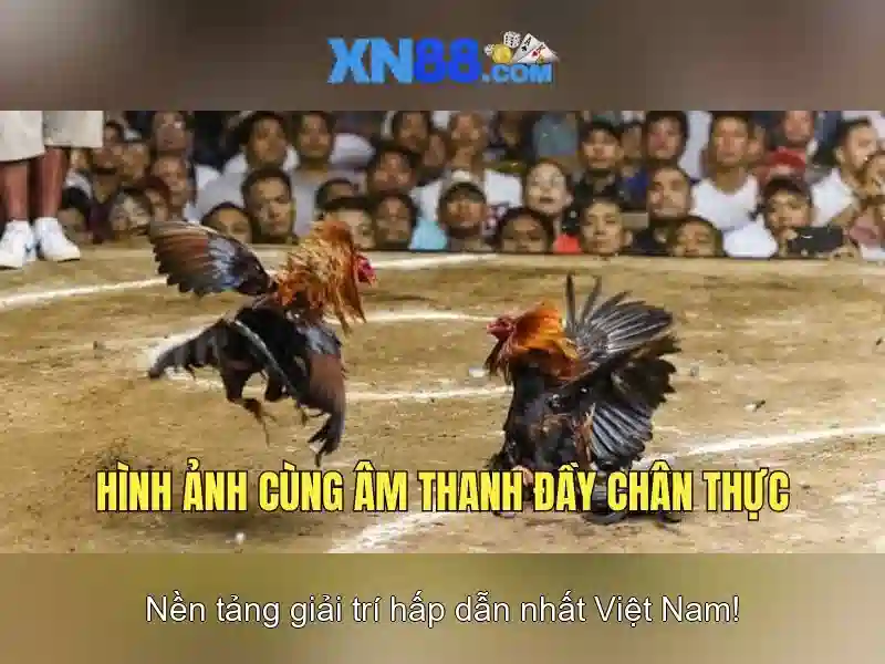 An toàn và cấp phép\n\n